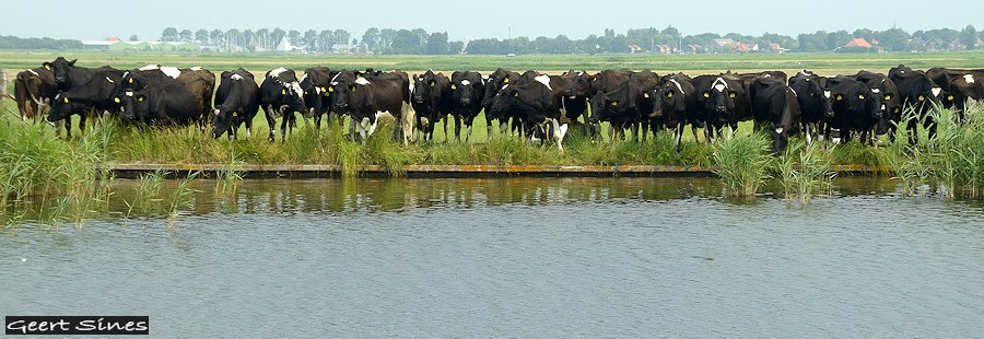 Koeien aan de waterkant