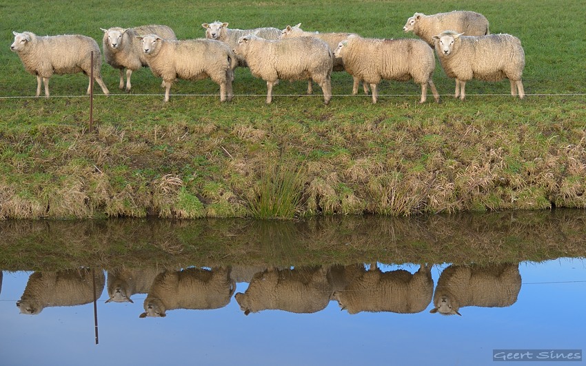 gespiegelde schapen